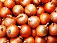 Manufacturers Exporters and Wholesale Suppliers of Nasik Onion Chennai Tamil Nadu